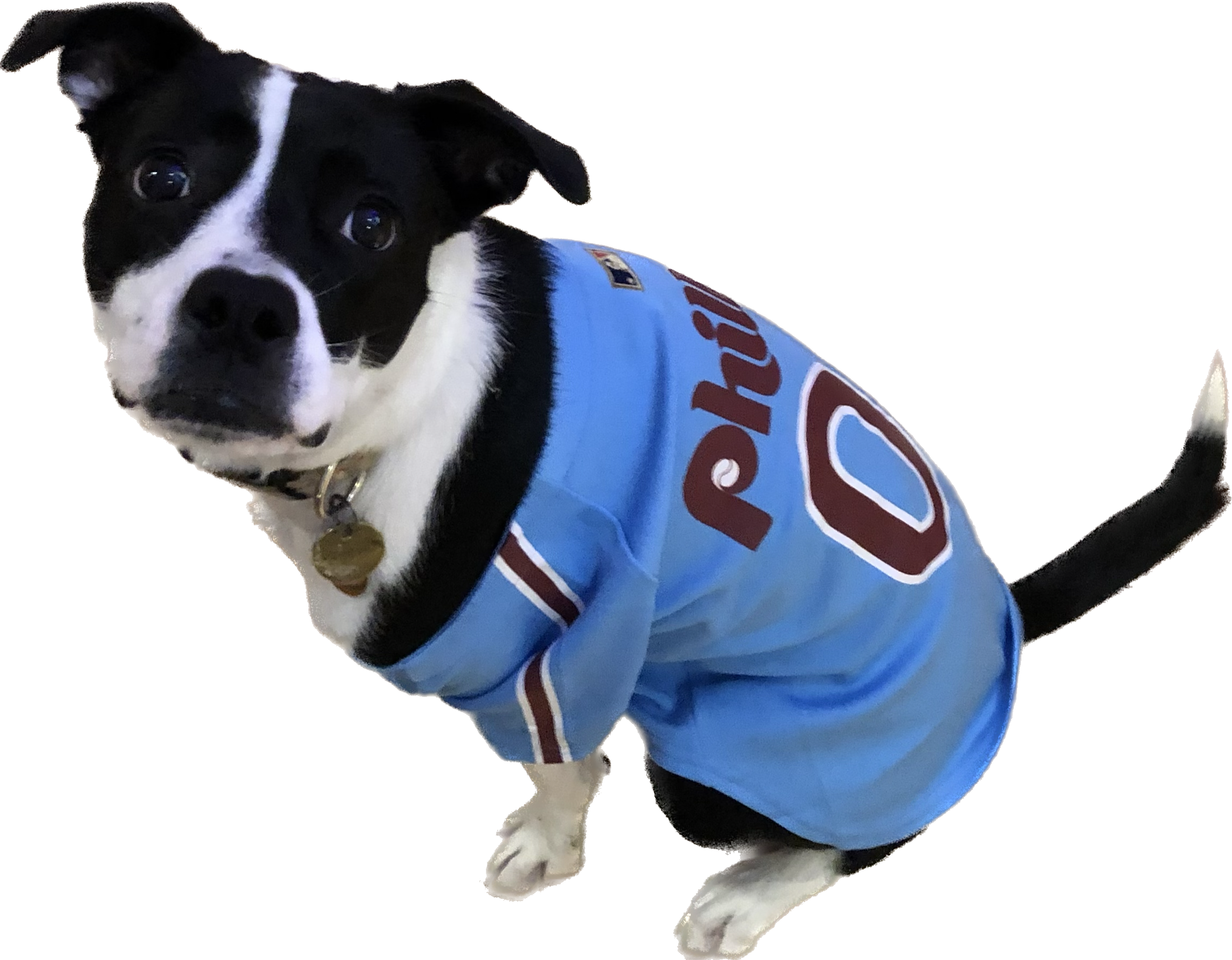 ryan's dog, jellybean who is a 1.5 year old boston terrier and pitbull mix